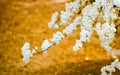 White paper flower on wither grass background soft focus