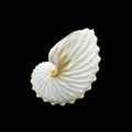 White Paper Nautilus or Argonauts seashell Royalty Free Stock Photo