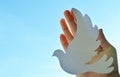 White paper origami bird on blue sky background Royalty Free Stock Photo