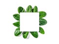 White paper square on shpinach leaves Royalty Free Stock Photo