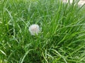 White parachute dandelion in the green grass