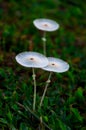 White Parasola Tropical Wild Mushrooms
