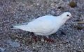 White Parisinian pigeon, Paris city avian. Peace dove in the streets of the famous French City. Royalty Free Stock Photo