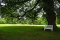 White park bench in the shade of a large tree Royalty Free Stock Photo