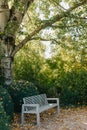 White Park Bench With Stone Wall And Green Leaves Of The Ivy In Quiet Environment. Old Grey Rustic Wooden Bench In Ivy Royalty Free Stock Photo