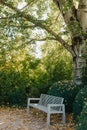 White Park Bench With Stone Wall And Green Leaves Of The Ivy In Quiet Environment. Old Grey Rustic Wooden Bench In Ivy Royalty Free Stock Photo