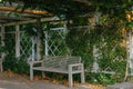 White Park Bench With Stone Wall And Green Leaves Of The Ivy In Quiet Environment. Old Grey Rustic Wooden Bench In Ivy Royalty Free Stock Photo