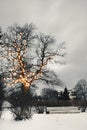 White park bench under illuminated tree in winter Royalty Free Stock Photo