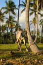 white parkhorse in tree palms at morning Royalty Free Stock Photo