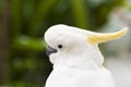 White Parrot