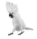 White Parrot