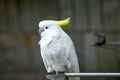 White parrot Royalty Free Stock Photo
