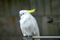 White parrot