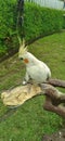 White Parrot beautiful