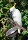 White parrot bound in chains Royalty Free Stock Photo