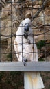 White Parrot in Cage Royalty Free Stock Photo