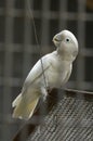 White parrot in the cage Royalty Free Stock Photo