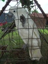 White parrot in cage Royalty Free Stock Photo