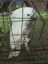 White parrot in cage Royalty Free Stock Photo