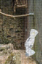 White parrot in a cage Royalty Free Stock Photo