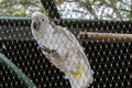 White parrot in captivity in a cage Royalty Free Stock Photo