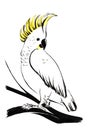 A white parrot cockatoo with a yellow tuft sits on a branch. Hand drawn ink watercolor illustration with brush strokes. Isolated Royalty Free Stock Photo