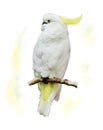 White Parrot