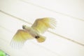 White Parrot in Flight with full wing span