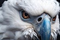 white parrot images with wet hair