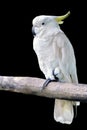 White parrot at isolate black background Royalty Free Stock Photo