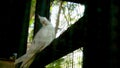 The white parrot is lonely in the cage. Royalty Free Stock Photo