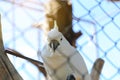 White parrot looking out of the cage is blur Royalty Free Stock Photo