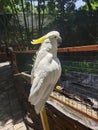 The white parrot perched on the iron fence was very charming Royalty Free Stock Photo