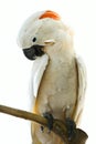 White parrot Royalty Free Stock Photo