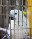 White Parrot Portrait In A Cage