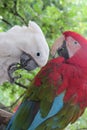 Two parrots in the park