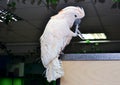 A white parrot sits at the top with one foot in its beak