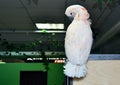 White parrot sits on top turning its back