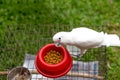 White parrot standing on the bird net having food Royalty Free Stock Photo