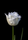 White Parrot Tulip isolated on black background Royalty Free Stock Photo