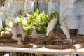 White Parrots relax on tree wood in zoo. parrots ,Parrots Court Royalty Free Stock Photo