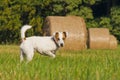 White Parson Russell Terrier