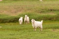 White pashmina goats Royalty Free Stock Photo