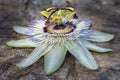 White Passiflora flower - Passionflower Royalty Free Stock Photo