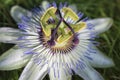 White Passiflora flower - Passionflower Royalty Free Stock Photo