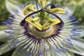 White Passiflora flower - Passionflower Royalty Free Stock Photo