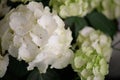 Beautiful flower of white Hortensia or Ortensia clouse up, floral background Royalty Free Stock Photo