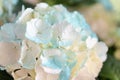 Beautiful flower of white Hortensia or Ortensia clouse up, floral background Royalty Free Stock Photo