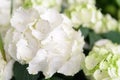 Beautiful flower of white Hortensia or Ortensia clouse up, floral background Royalty Free Stock Photo