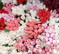 White pastel pink red tulips flowers floral background Royalty Free Stock Photo